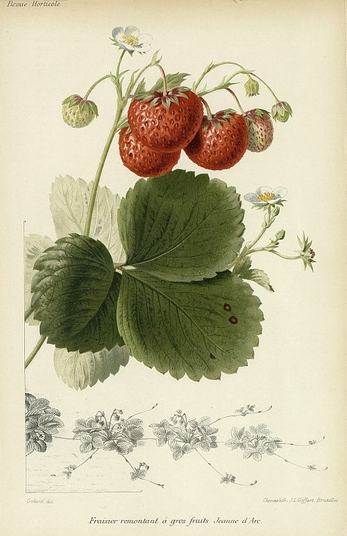 Fraisier remontant à gros fruits Jeanne d'Arc. Illustration extraite de la Revue horticole parue en 1898 Fraisier remontant à gros fruits Jeanne d'Arc. Illustration extraite de la Revue horticole parue en 1898