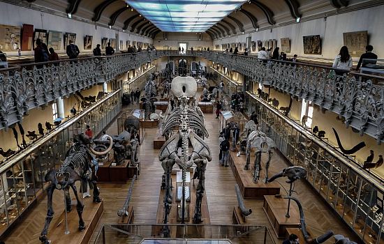 La galerie de paléontologie a dû fermer après un avis défavorable. Elle accueillait pourtant 400 000 visiteurs par an