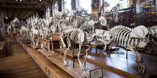 La galerie de paléontologie du Jardin des plantes en 2017