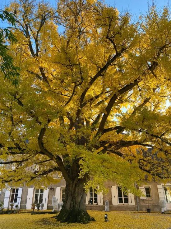 Un de ses traits les plus connus est la façon dont il se pare d'or à l'automne