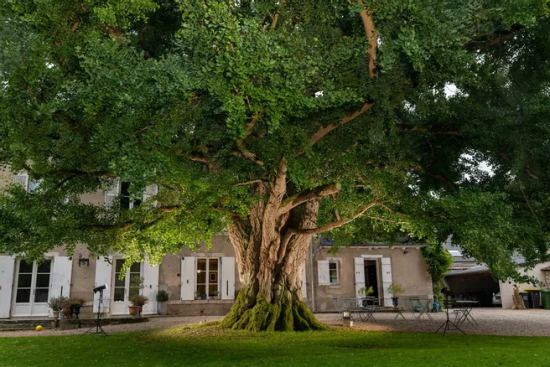 Le ginkgo biloba compte au moins cent soixante-dix ans d'existence