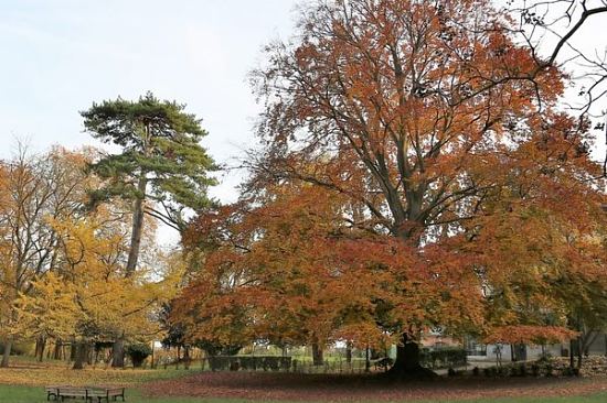 Le hêtre de Sceaux mesure un peu plus de 30 mètres de haut