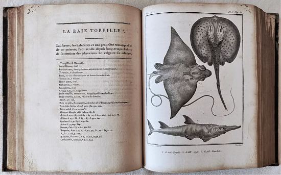 En 1798 paraît le premier tome de l'Histoire naturelle des poissons, de Lacépède