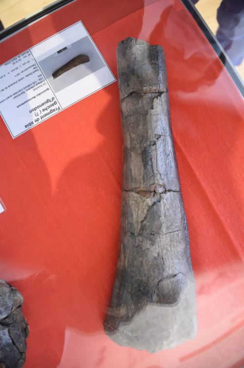Fragment du tibia gauche de l'iguanodon du Der