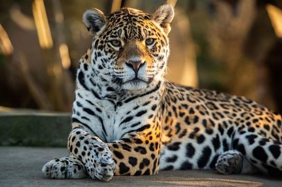 Jaguar (Panthera onca)