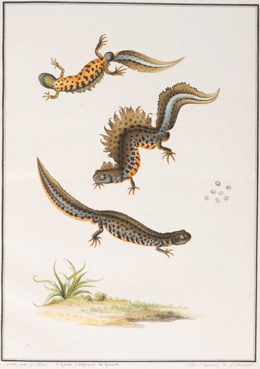 Lézards aquatiques. Lithographie réalisée d'après l'illustration du naturaliste August Johann Rösel von Rosenhof (1705-1759)