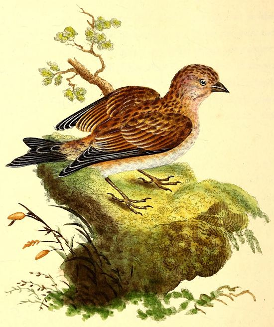 Linotte. Gravure extraite de The natural history of bristish birds par Edward Donovan, Tome 7 paru en 1794