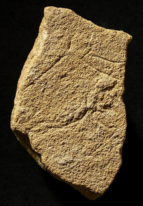 Plaquette gravée portant un profil gauche de tête de cheval avec petites oreilles en antennes du Magdalénien inférieur initial (-20 000)