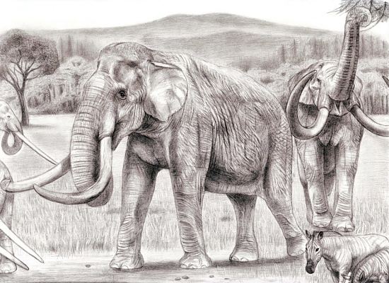 Le Mammuthus meridionalis