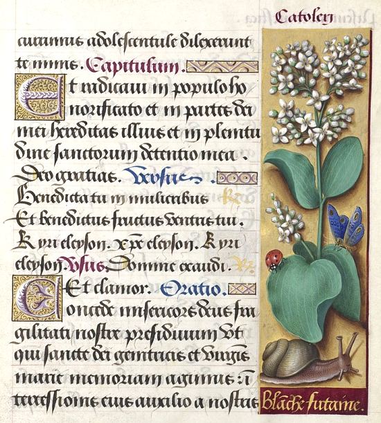 La Blanche futaine (Catoleri) ou Mancienne (Viburnum lantana) viendra agrémenter les nouveaux jardins du château de Blois. Planche extraite des Horae ad usum Romanum, dites Grandes Heures d'Anne de Bretagne (1505-1510)