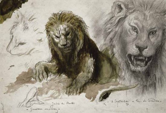 Études de lions (étude préparatoire pour Le Lion et le Rat) par Gustave Moreau (1881) — graphite, aquarelle, gouache