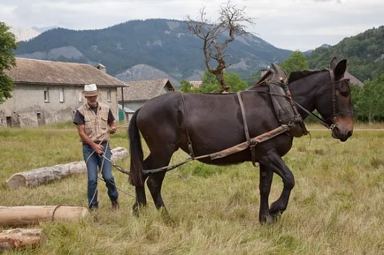 Le concours mulassier fête sa 100e édition en 2022