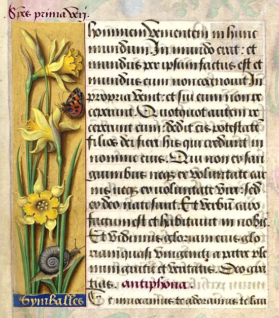 La Symballe (Species prima veri) ou Narcisse jaune (Narcissus Pseudo-Narcissus) viendra agrémenter les nouveaux jardins du château de Blois. Planche extraite des Horae ad usum Romanum, dites Grandes Heures d'Anne de Bretagne (1505-1510)