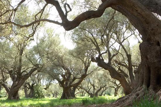 L'oliveraie des Laures à La Farlède dans le Var