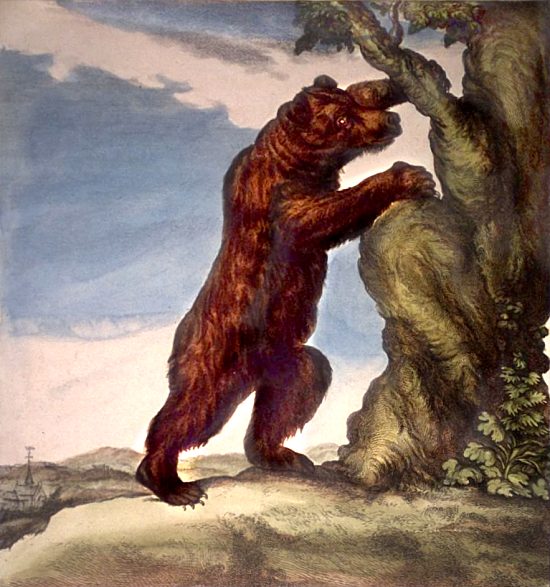 L'ours. Illustration de Jacques de Sève extraite de Histoire générale des animaux, des végétaux et des minéraux qui se trouvent dans le royaume par Pierre-Joseph Buc'hoz (1776)