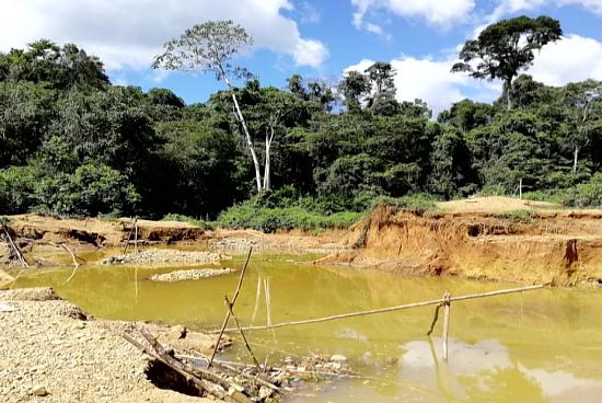 Le fossile d'un paresseux géant a été découverte sur ce site d'orpaillage de la forêt amazonienne de Guyane