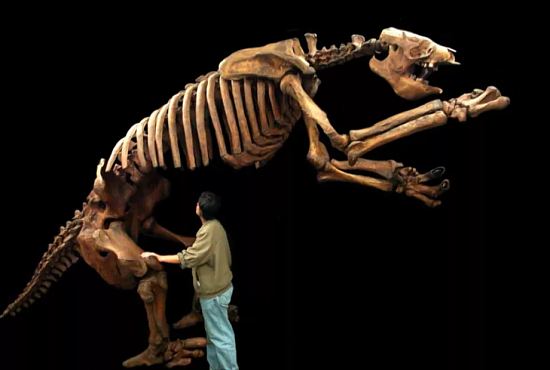 Reconstitution supposée du squelette d'un paresseux géant, espèce disparue il y a 12 000 ans dont un spécimen fossile a été découvert en Guyane
