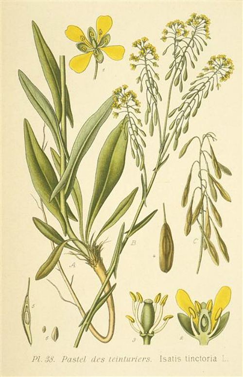 Pastel des teinturiers (Isatis tinctoria). Planche extraite de l'Atlas des plantes de France utiles, nuisibles et ornementales (Tome 2) paru en 1891