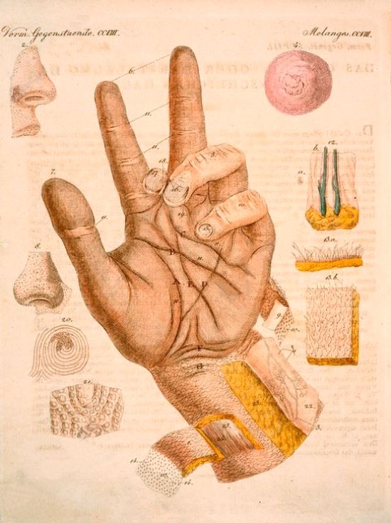 Le sensitif, ou représentation de la peau humaine. Illustration extraite de l'Album pour enfants (Tome 8) de Carl Bertuch, paru en 1813