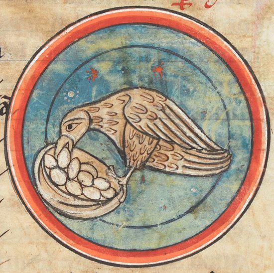 Perdrix déposant ou volant des œufs. Enluminure extraite de A bestiary with additions from Gerald of Wales's Topographia Hibernica de 1230-1240 (manuscrit n°4751 de la British Library)