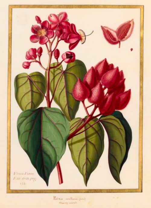 Planche tirée des vélins du Muséum national d'histoire naturelle
