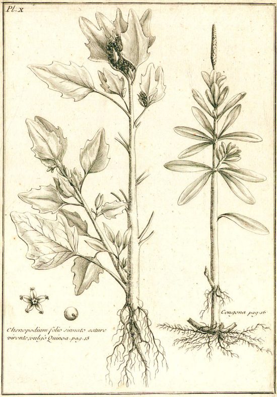 Chenopodium Quinoa. Planche extraite du Journal des observations physiques, mathématiques et botaniques de Louis Feuillée