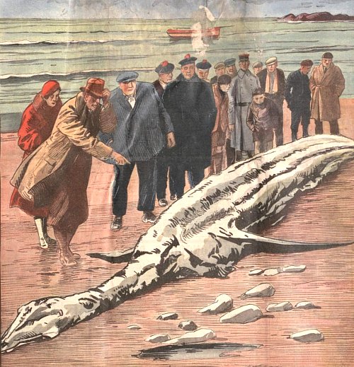 Bête (Une) étrange s’échouant en 1934 en Normandie évoque le mythique serpent de mer Serpent-mer