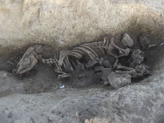 Squelette de la vache déposé au fond du fossé du Bronze ancien