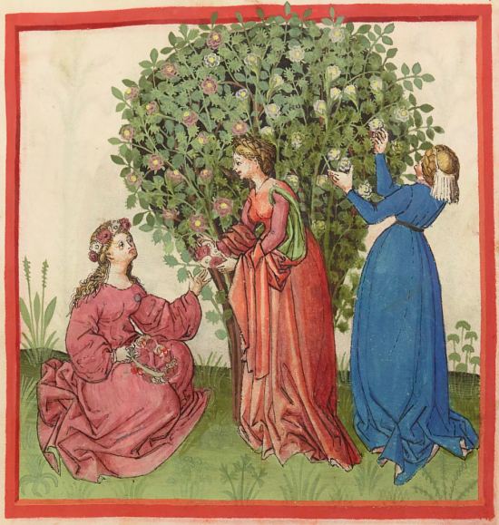 Femmes cueillant des roses pour faire de l'eau de rose avec les pétales. Enluminure extraite du Tacuinum sanitatis datant du XIVe siècle (manuscrit latin n°9333 de la BnF)