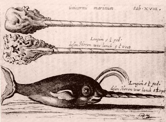 Unicornu marinum (narval). Gravure extraite des Observationes Medicae, par Nicolas Tulpius (1672)